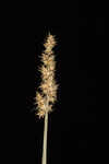 Owlfruit sedge